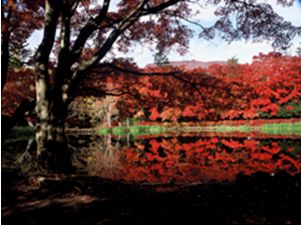 紅葉の風景写真