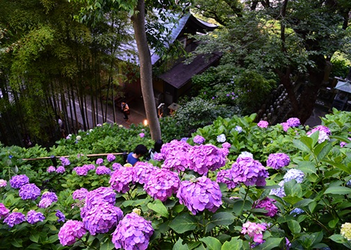 紫陽花の長谷寺