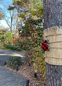 �����Ƀe���g�E���V�I